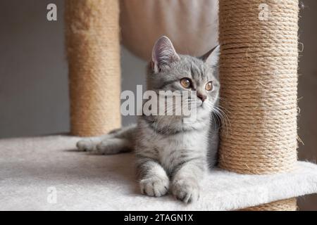 silver tabby british shorthair kitten resting on cat condo Stock Photo
