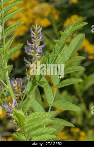 Liquorice, Glycyrrhiza glabra, bush in flower. Widely used as food additive, and as medicinal plant. Stock Photo