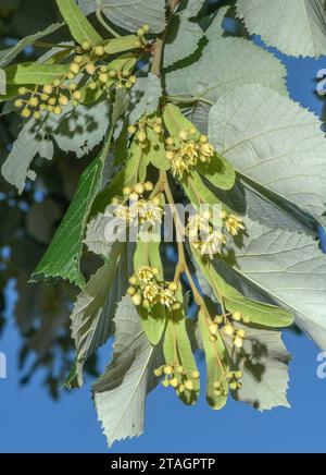 Silver lime, Tilia tomentosa, in flower and fruit. From eastern Europe. Stock Photo