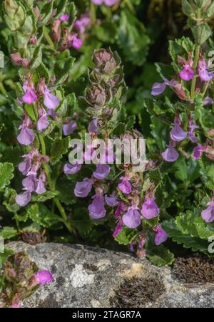 Wall germander, Teucrium chamaedrys, in flower on limestone slope. Stock Photo
