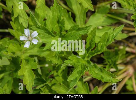 Asphodel cranesbill, Geranium asphodeloides, ssp asphodeloides in flower. Greece. Stock Photo