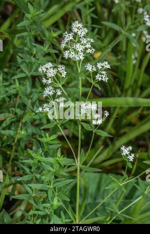 Northern Bedstraw, Galium boreale in flower, Scotland. Stock Photo