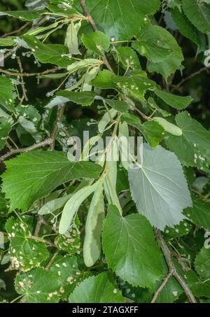 Silver lime, Tilia tomentosa tree, showing leaves and bracts. Stock Photo