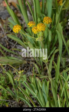 Three-veined Hare's Ear, Bupleurum ranunculoides, in flower. Alps. Stock Photo