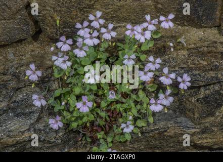 Petrocoptis, Silene glaucifolia, in flower on cliff in the French Pyrenees. Stock Photo