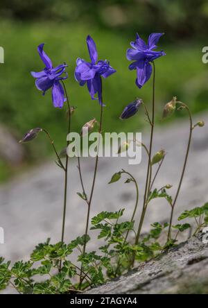Pyrenean Columbine, Aquilegia pyrenaica, in flower on a limestone cliff, Pyrenees. Stock Photo