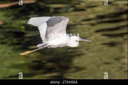 flying great egret (Ardea alba), also known as the common egret, large egret, or  great white egret or great white heron, Luxor, Egypt Stock Photo