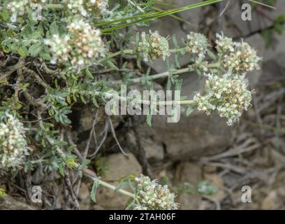 Felty Head Germander, Teucrium capitatum, in flower in the Pyrenees. Stock Photo
