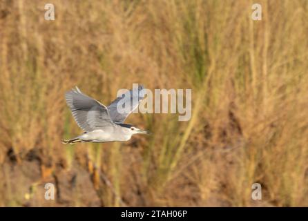 flying black-crowned night-heron (Nycticorax nycticorax), or black-capped night-heron, Nile river, Luxor, Egypt Stock Photo