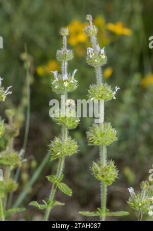 Hairy Ironwort, Sideritis hirsuta in flower in dry mountain grassland, Spanish Pyrenees. Stock Photo