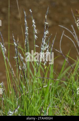 Mat-grass, Nardus stricta in flower in upland acid pasture. Stock Photo