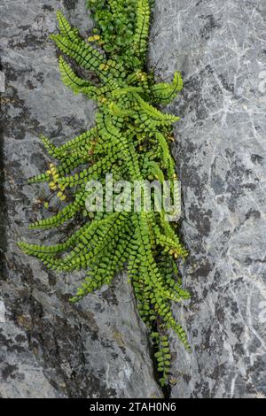 Maidenhair spleenwort, Asplenium trichomanes, clump in limestone crevice. Stock Photo