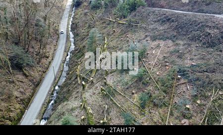 Tree trunks and timber laying on a hillside after felling in Carmarthenshire, West Wales, UK, March 2023 Stock Photo