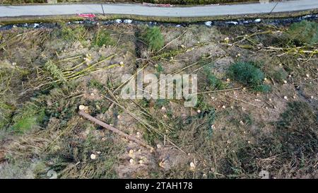 Tree trunks and timber laying on a hillside after felling in Carmarthenshire, West Wales, UK, March 2023 Stock Photo