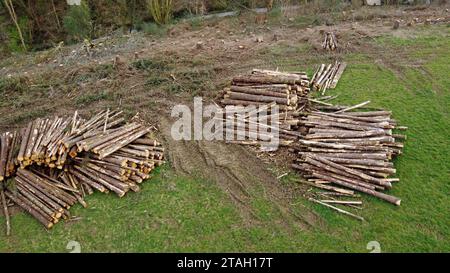 Drone aerial photo of piles of tree trunks and timber in a field next to tree stumps after felling in Carmarthenshire, West Wales, UK. March 2023 Stock Photo
