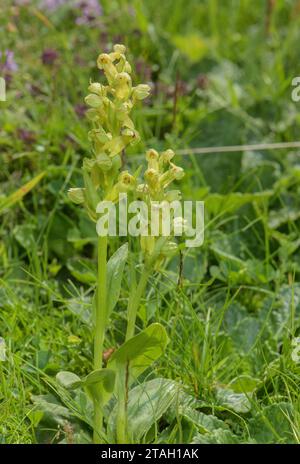 Frog Orchid, Dactylorhiza viridis, in flower in upland grassland. Stock Photo