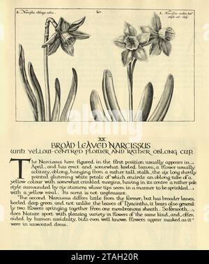 Botanical art print of Broad leaved Narcissus, daffodil, from Hortus Floridus by Crispin de Passe, Vintage illustration Stock Photo