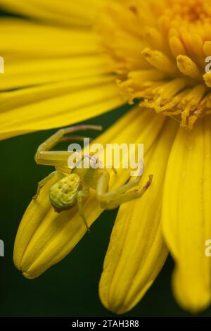A crab spider perched on a yellow flower Stock Photo