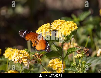 Danaus chrysippus, also known as the plain tiger, African queen, or African monarch butterfly on yellow flowers, Luxor, Egypt Stock Photo