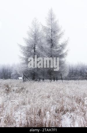 Frosty tree covered ice at winter Stock Photo