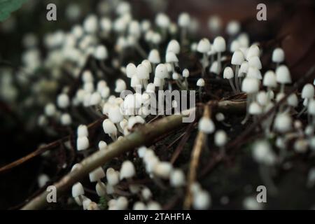 Community of tiny white mushrooms growing on a rotten log Stock Photo
