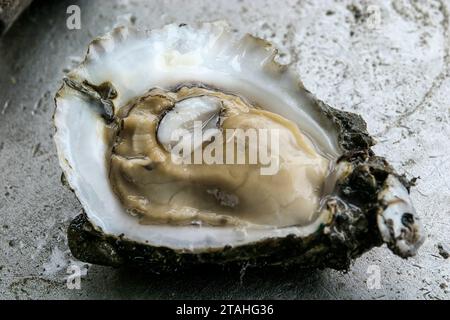 Oyster harvesting off the coast of Louisiana Stock Photo