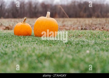 Two Pumpkins in a Green Grass Field Stock Photo