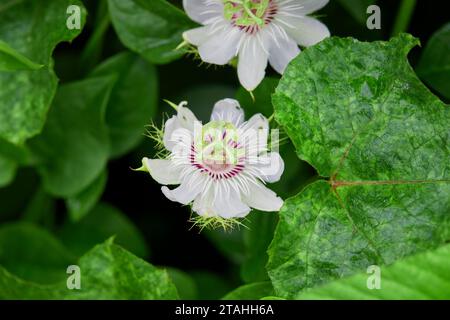 Close-up view of Fetid passionflower blooming in forest Stock Photo