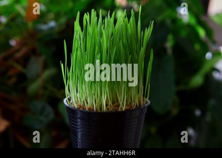 Little seedlings growing in potted plant Stock Photo