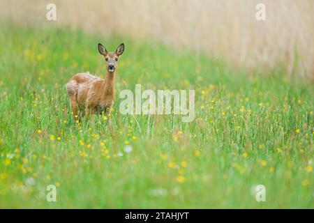 Alarmed Roe Deer (Capreolus capreolus) in Germany Stock Photo