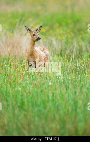 Alarmed Roe Deer (Capreolus capreolus) in Germany Stock Photo
