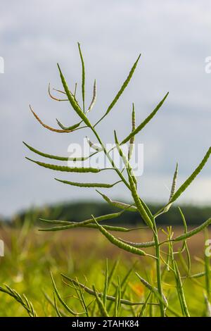 Rapeseed seed pods, close up Stems of rapeseed, Green Rapeseed field. Stock Photo