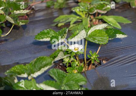 Young strawberries blooming with white flowers on an agricultural shelf. Blossoming of strawberry. Blooming White strawberry flower bushes. Stock Photo