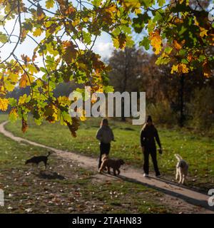 two girls walk their dogs on field near autumnal oak tree Stock Photo