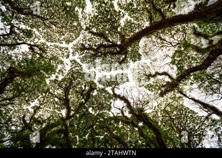 Amazing Bottom view of Giant trees with Huge trunks and Branches at De Djawatan, Benculuk, Banyuwangi,East Java, Indonesia Stock Photo