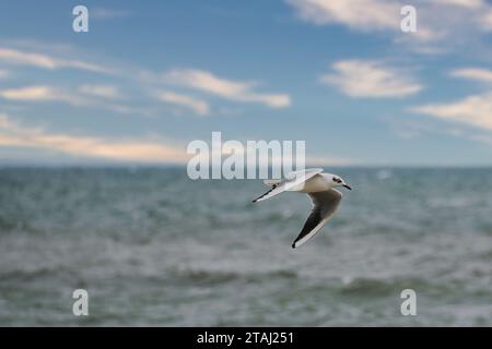 Seagull flies over the Baltic Sea on the coast in front of the beach. Animal photo of a bird. Stock Photo