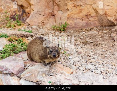 Rock hyrax, dassie, cape hyrax or rock rabbit (Procavia capensis). Saint Blaize hiking trail, Western Cape, South Africa. Selective focus Stock Photo