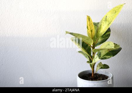 Ficus elastica moonshine (rubber tree) houseplant with variegated green and yellow leaves. Isolated on a white background. Portrait orientation. Stock Photo