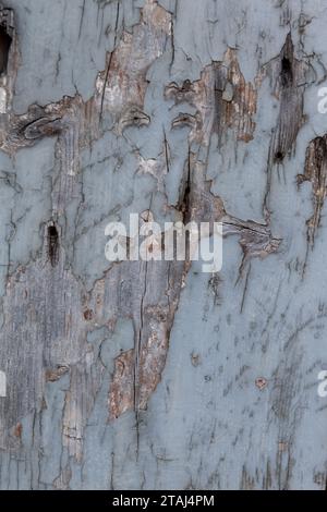 Abstract detail closeup of a gray, weathered, painted, cracked, textured, peeling wooden door at the entrance to a home in Tuscany, Italy. Stock Photo