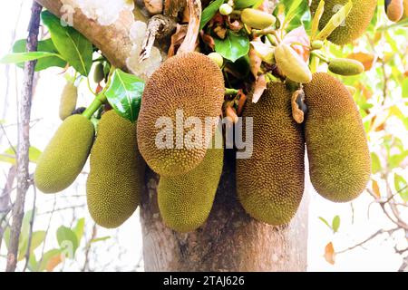 Breadfruit on tree, ripe and young fruits of tropical gardens, jackfruit growing directly from trunk. Thailand Stock Photo