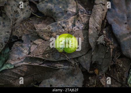 Great sawfly (Messa betulae, Trichiosoma vitellinae) caterpillar (false larva) in boreal mixed forest. East Baltc Stock Photo