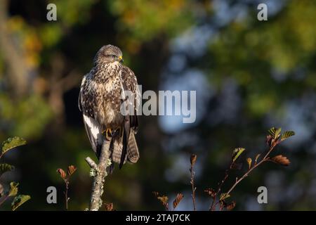 Common Buzzard (Buteo buteo), Perth, Scotland, UK. Stock Photo