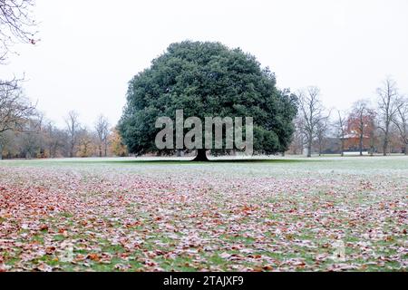 London, UK. 01st Dec, 2023. A tree is seen surrounding by frosty grass and fallen leaves at the Greenwich Park in London. Greenwich Park and Blackheath Park in South-east London are seen covered in frost as the cold snap of weather from Scandinavia continues its way south. Temperatures reached freezing for two consecutive nights in London, as the colder weather is set to continue, with low temperatures forecast over the weekend. Credit: SOPA Images Limited/Alamy Live News Stock Photo