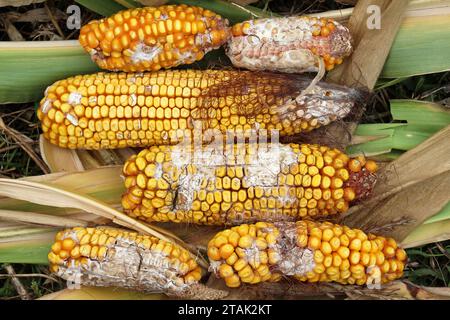 Corn cobs affected by a fungal disease - fusarium (Fusarium moniliforme) Stock Photo