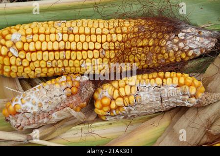 Corn cobs affected by a fungal disease - fusarium (Fusarium moniliforme) Stock Photo