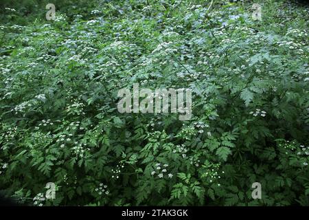 The poisonous plant chaerophyllum temulum grows in the wild Stock Photo