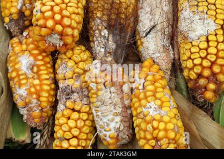 Corn cobs affected by a fungal disease - fusarium (Fusarium moniliforme) Stock Photo