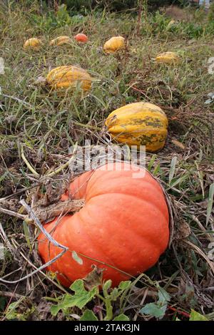 In autumn, pumpkins ripened on the farm field Stock Photo