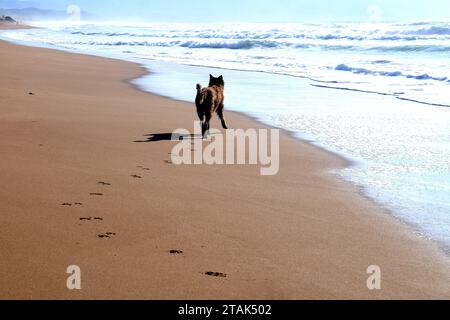 Belgian shepherd dog running along lonely natural golden sandy beach, looking towards foamy white waves coming in, leaving paw prints behind, Mediterr Stock Photo