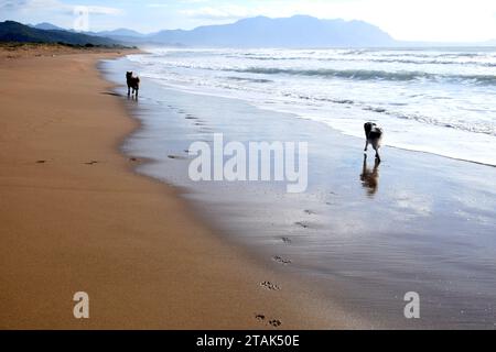 Silhouettes and paw prints of two dogs seen from behind walking along golden natural sandy beach of Mediterranean Sea on Peloponnese Peninsula, Greece Stock Photo